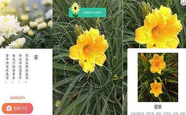 识花君小程序.jpg