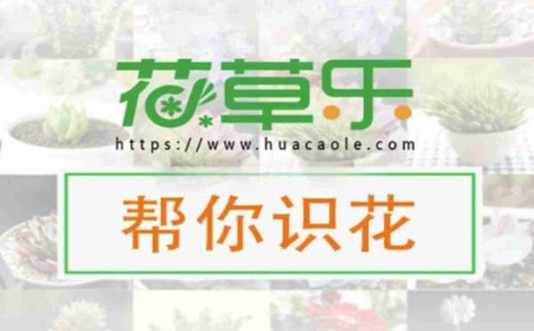 帮你识花小程序.jpg